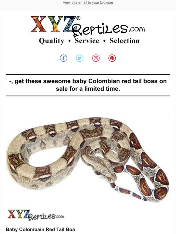  Baby Red Tail Boas On Sale Now