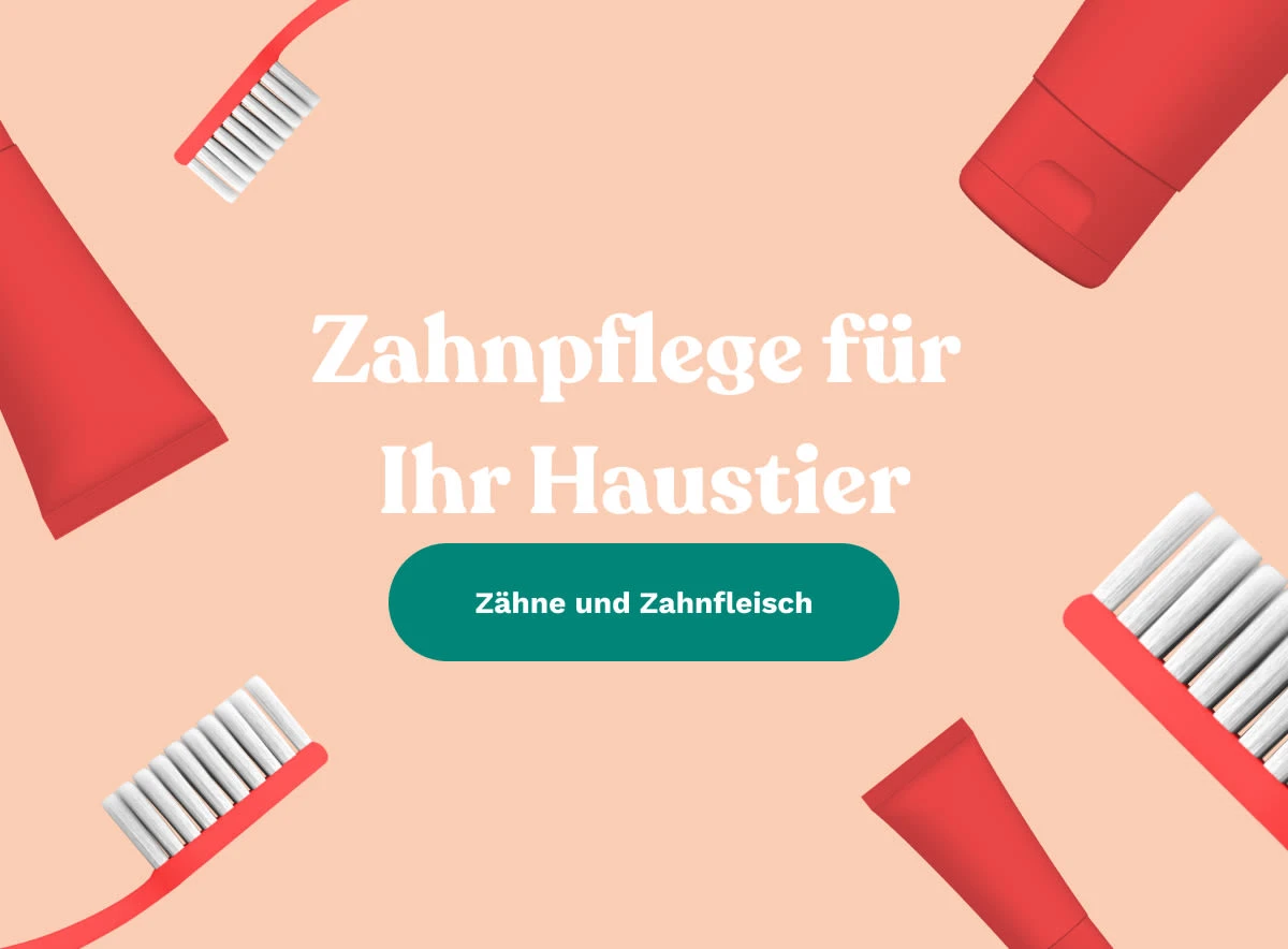 Zahnpflege für Ihr Haustier