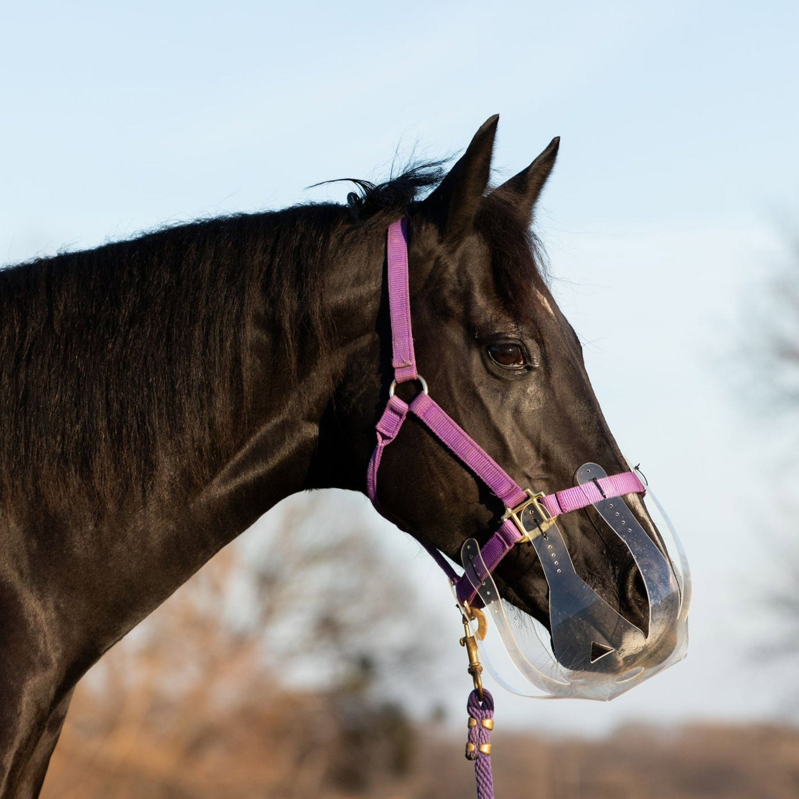 Image of ThinLine Flexible Filly Grazing Muzzle