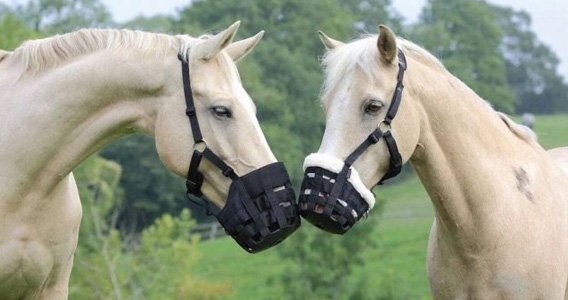 The best grazing muzzle for your horse