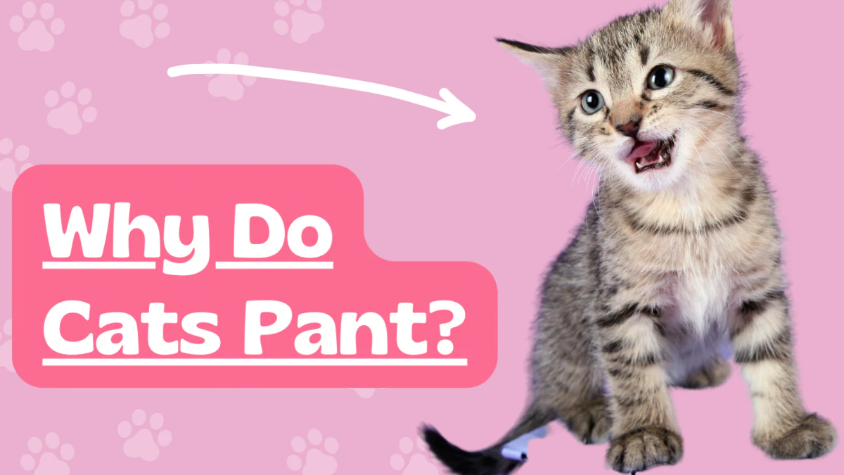 Cat Box Classics Why Do Cats Pant? Here are the Five Most Common