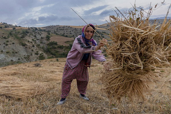 A woman harvests wheat by hand in a field in Turkey