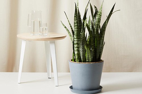 Is This the Hardiest Indoor Plant Ever?