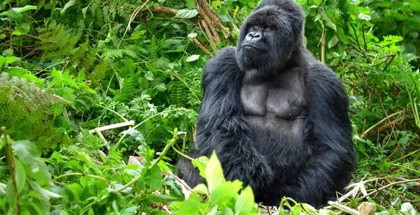 Aventure sauvage entre parcs naturels et observation des gorilles