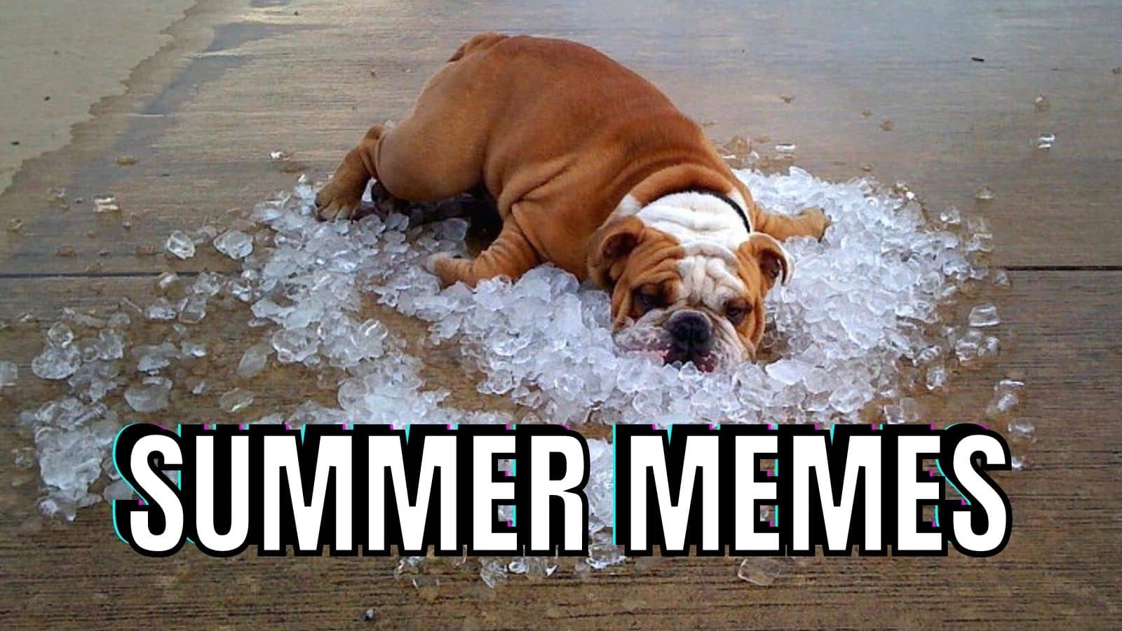 Summer Memes on Dog.jpg