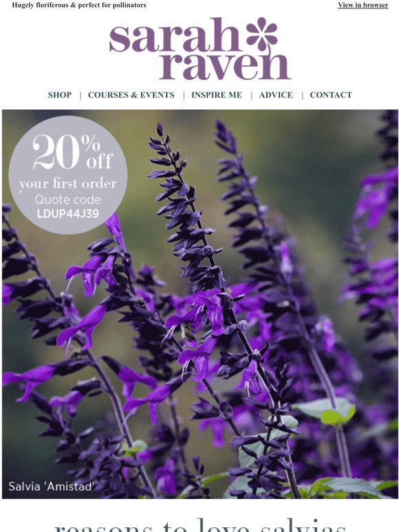 Sarah Raven Why you need salvias in your garden Milled