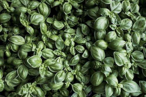 How to Store Basil & Stop It From Wilting Immediately