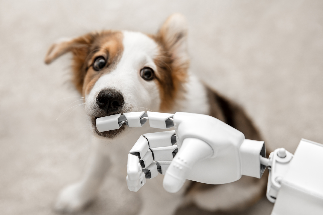 California Teenager Invents the 'Bowwow' Robot to Pet Dogs While Owners Aren't Home - Turn on images
