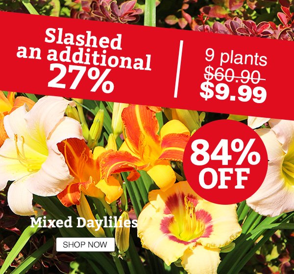 Mixed Daylilies - 84% off