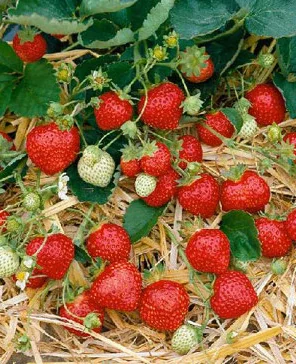 Honeoye Junebearer Strawberry - 10 root divisions