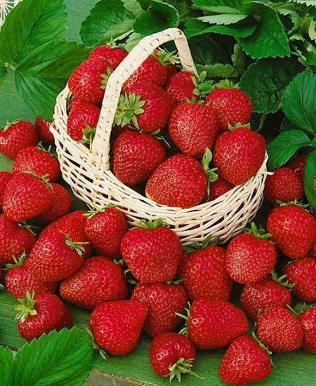 Allstar Junebearer Strawberry - 10 root divisions