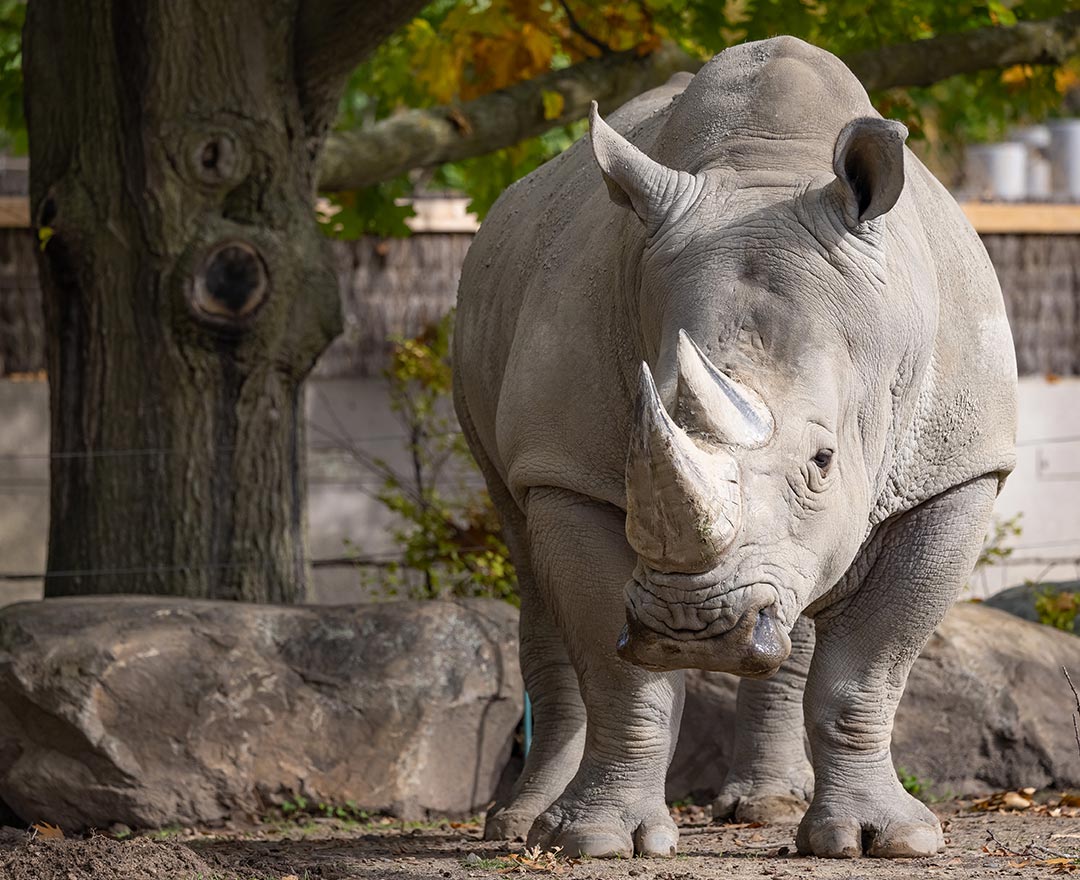 Tuango Costco Zoo de Granby Complexe Atlantide Milled