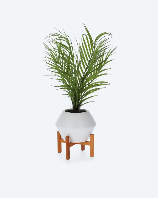 Palme im Blumentopf