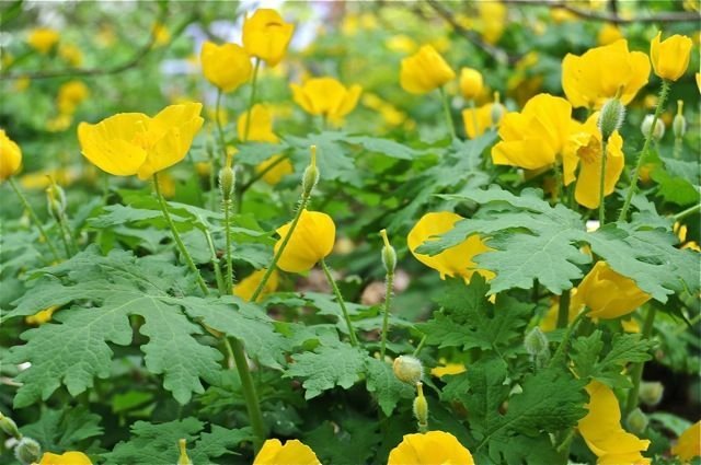 Yellow Wood Poppy - Celandine Poppy