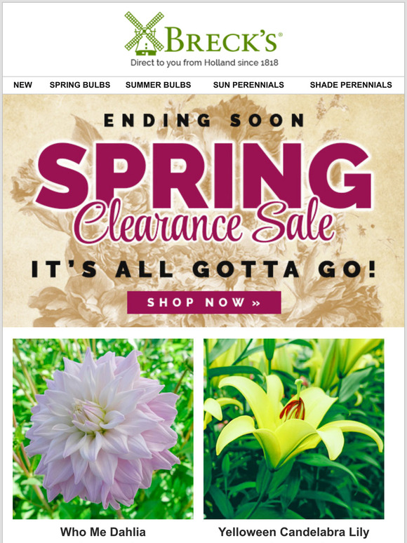 Breck's This huge sale will put a spring in your step Milled
