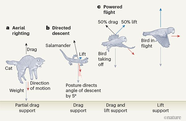 Graphic illustrating the role of drag in the evolution of flight across a cat, salamander and bird.