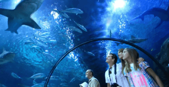 Loro Parque One Day Ticket