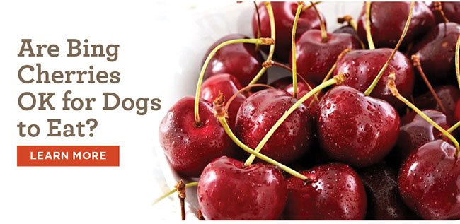 Are Bing Cherries OK for Dogs to Eat?