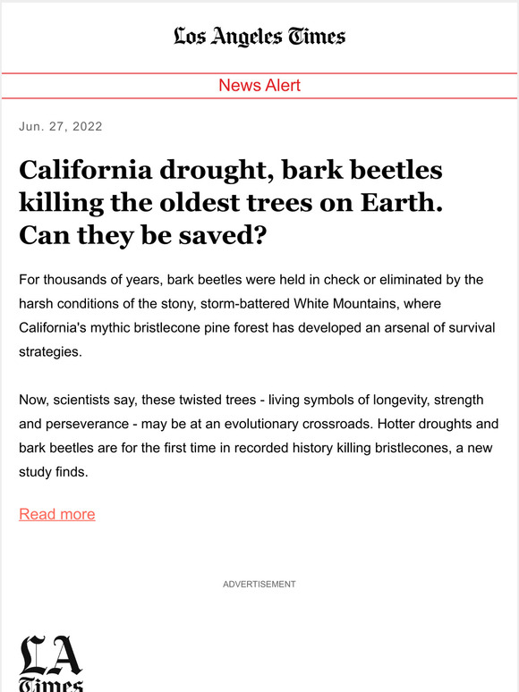 Los Angeles Times California drought, bark beetles killing the oldest