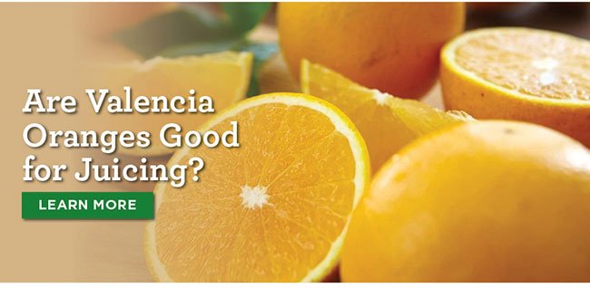 Are Valencia Oranges Good for Juicing?