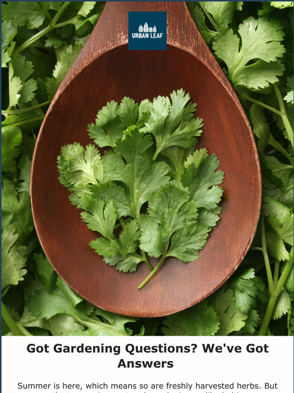 Urban Leaf Why Is My Cilantro Bolting? Milled