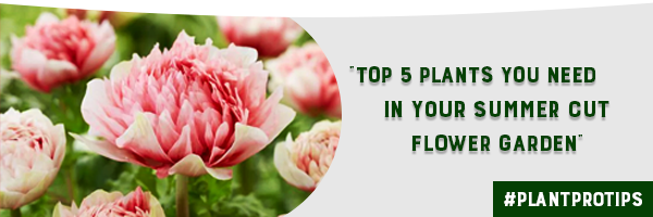 TOP 5 PLANTS YOU NEED IN YOUR SUMMER CUT FLOWER GARDEN!