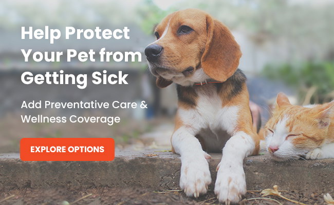 Help Protext Your Per from Getting Sick | Explore Options