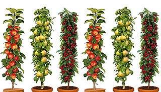 Set of 3 Pillar Fruit Trees - Apple, Cherry and Pear