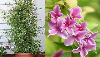 Jasmine x Stephanense Starry Plant - 1 or 3 Plants