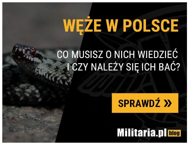 Węże w Polsce – co musisz o nich wiedzieć i czy należy się ich bać?