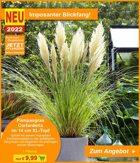 BALDURGarten KOO 🌾 ZIERGRÄSER Jetzt im XLTopf sofort lieferbar