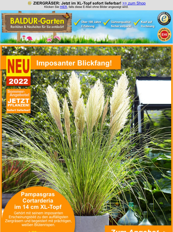 BALDURGarten KOO 🌾 ZIERGRÄSER Jetzt im XLTopf sofort lieferbar