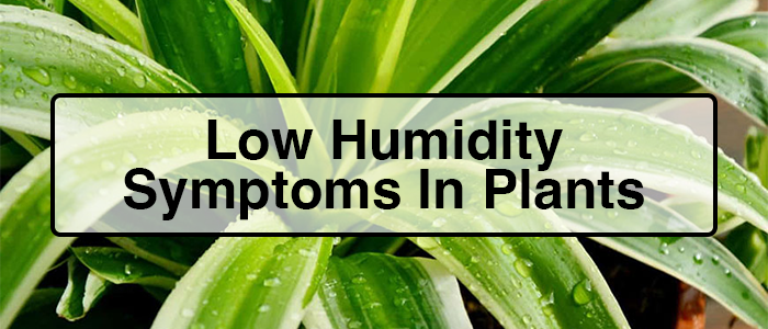 Low humidity symptoms in plants