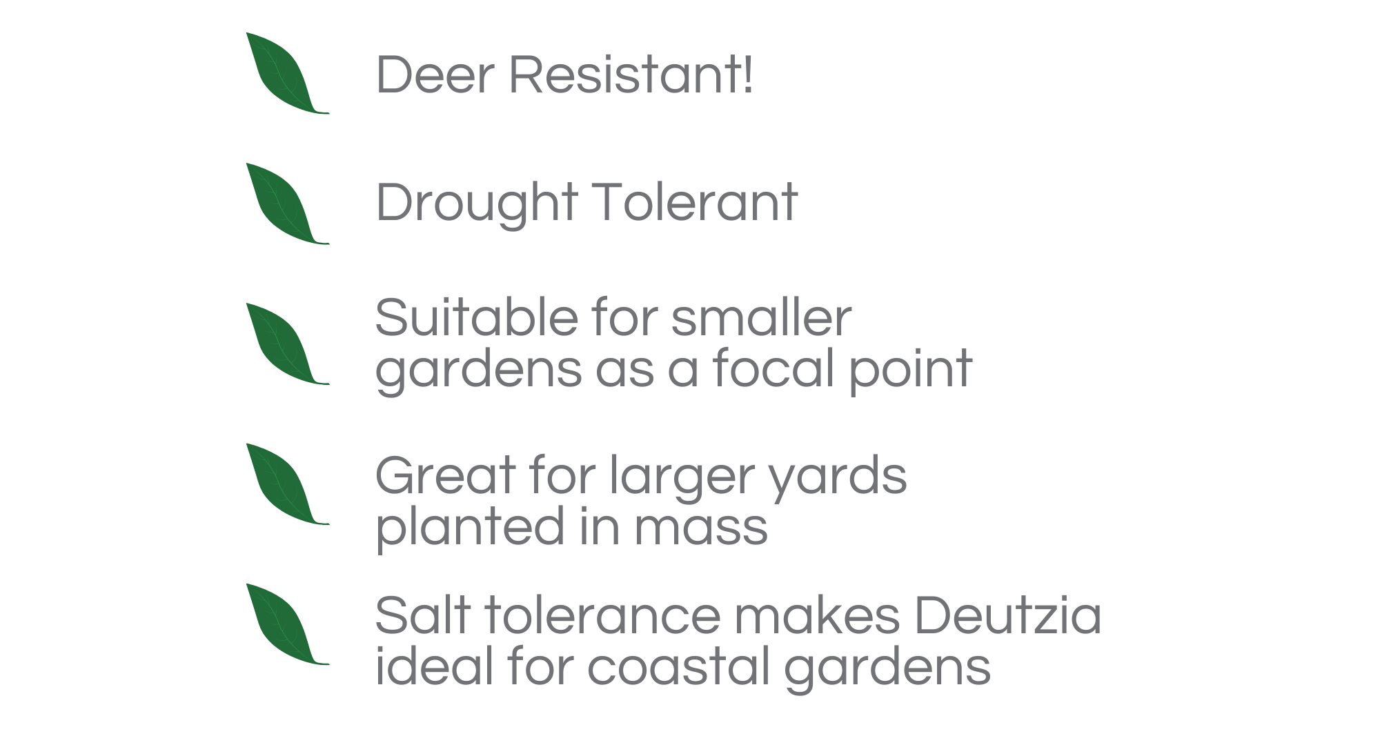 Garden Goods Direct 🌟Woodie's Plant of The Week Deutzia Milled