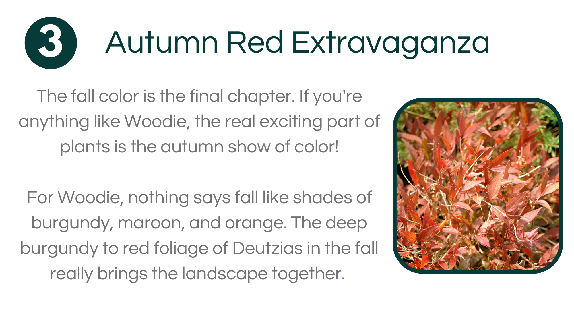 Garden Goods Direct 🌟Woodie's Plant of The Week Deutzia Milled