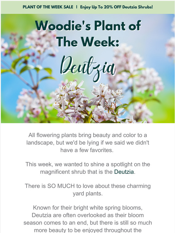 Garden Goods Direct 🌟Woodie's Plant of The Week Deutzia Milled