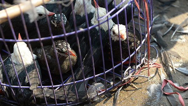 Live captured wild birds in a cage.