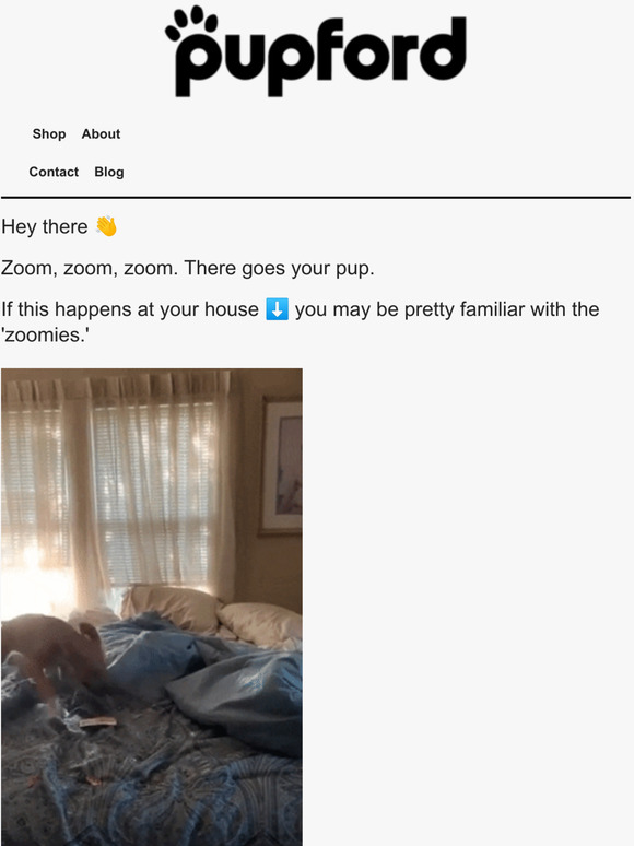 pupford [article] Everything You Should Know About the Zoomies for