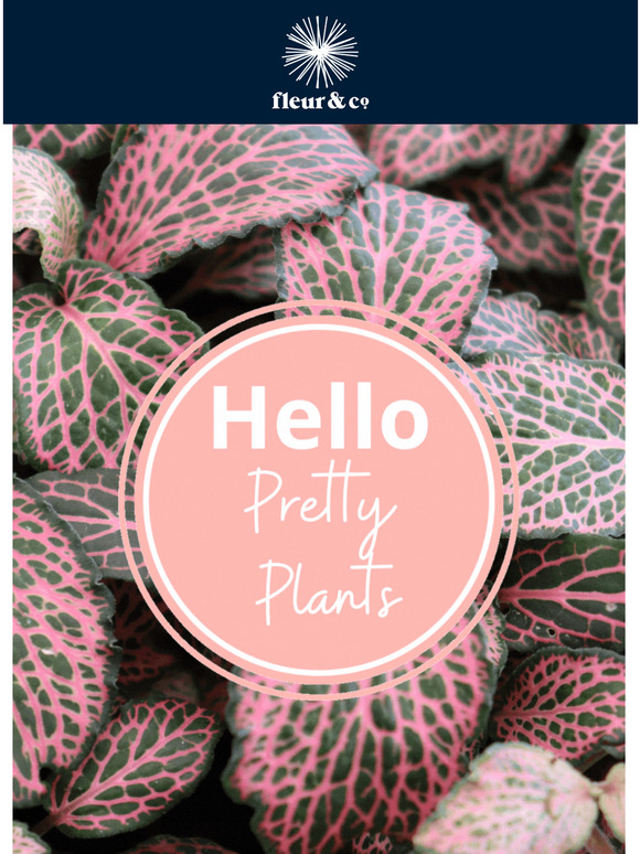 YES to pink and purple plants! 💕