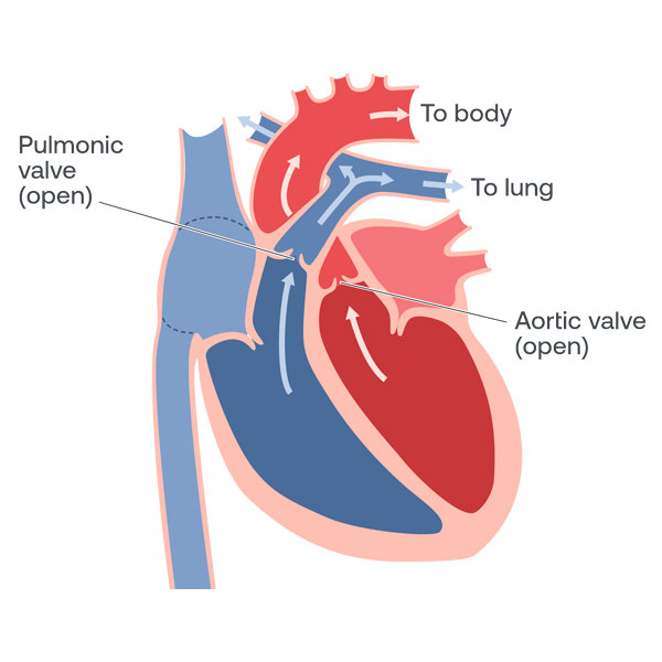 Eko Health: What is Ventricular Depolarization? | Milled