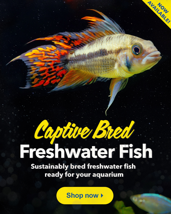 All new captivebred Freshwater Fish now available at