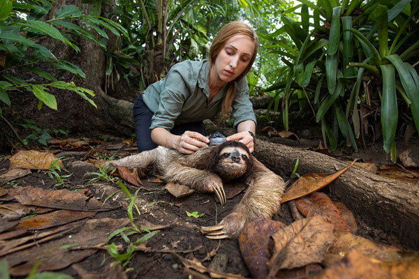 Rebecca Cliffe crouches over a relaxed-looking sloth, placing scientific equipment on its back. Trees, roots, green foliage and brown leaves surround them.