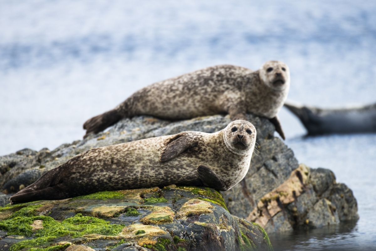 new-scientist-how-to-find-wildlife-at-the-beach-without-harming-it