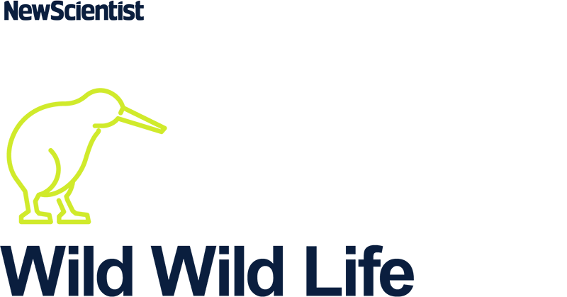 new-scientist-how-to-find-wildlife-at-the-beach-without-harming-it