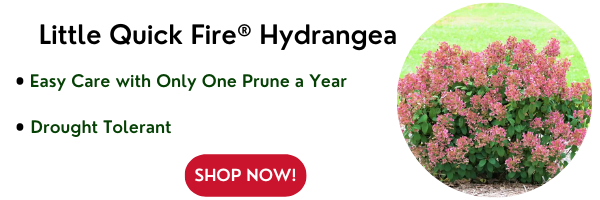 Little Quick Fire® Hydrangea