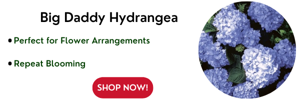 Big Daddy Hydrangea