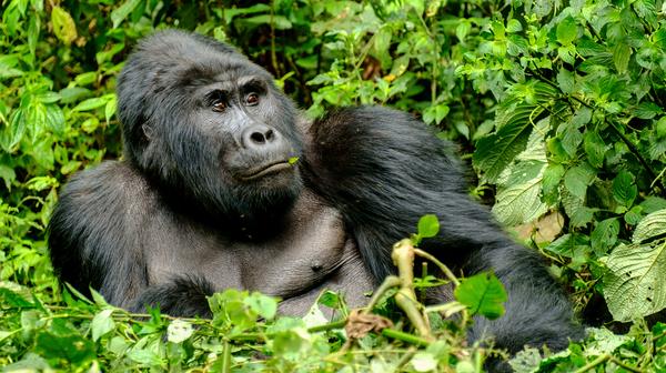 Uganda: 8-Day Small-Group Safari with Gorilla & Chimpanzee Trekking, Game Reserve Drives & Lake Victoria Cruise