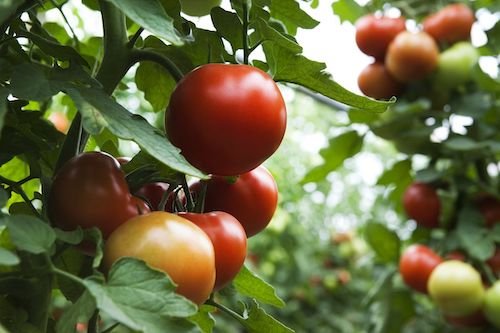 How to Prune Tomato Plants Like You Know What You’re Doing