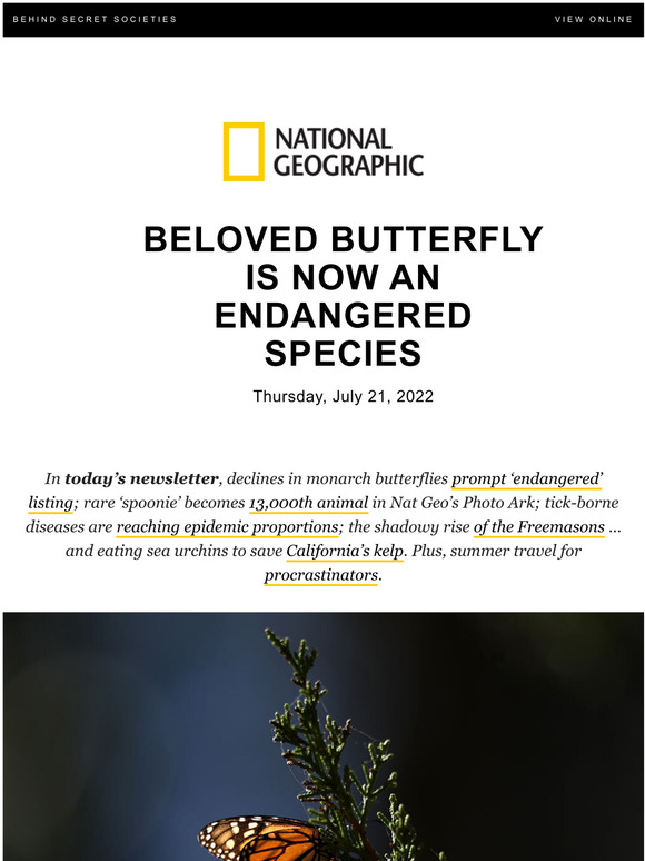 National Geographic Monarch butterflies are now endangered Milled