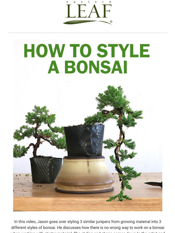 Eastern Leaf: Video: How to Style 3 Types of Bonsai for Beginners - No ...